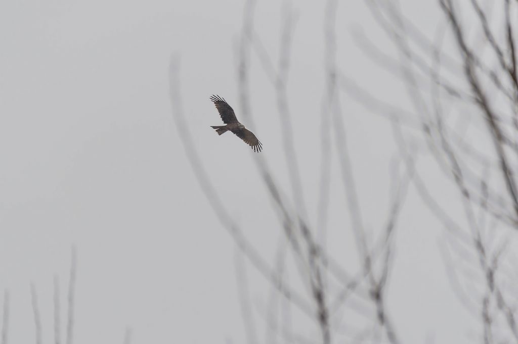 ID Rapace:  Nibbio bruno (Milvus migrans)